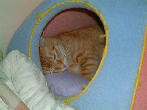猫咪论坛 - 请问一下要怎么训练猫自己睡猫窝?