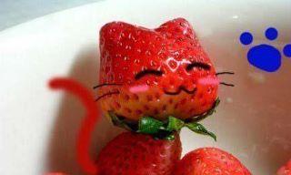 附加檔案: 草莓貓.jpg