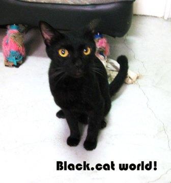 附加檔案: 小黑貓貓貓.jpg