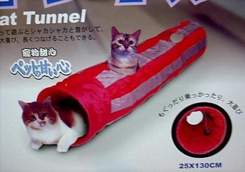 附加檔案: 貓隧道.jpg