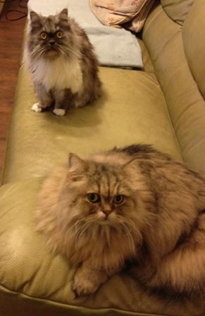 附加檔案: 二貓在沙發-小圖.jpg