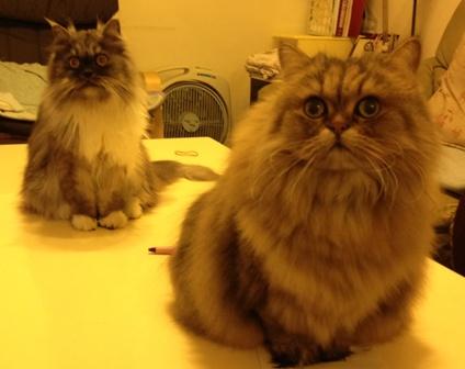 附加檔案: 二貓在桌上-小圖.jpg
