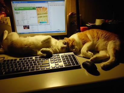 猫咪论坛 - 电脑桌都好挤.
