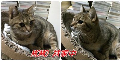 附加檔案: momo3.jpg