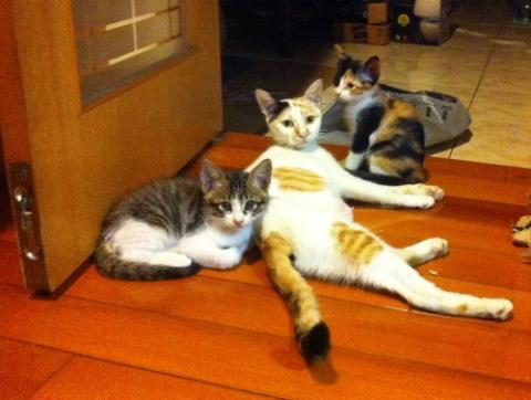 附加檔案: 三貓 亮地板.jpg