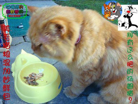 附加檔案: 吃貓糧-1.jpg