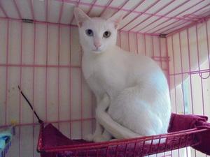 附加檔案: white cat--3.jpg