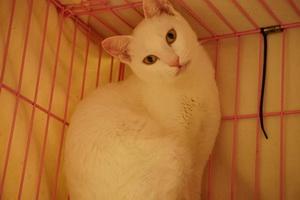 附加檔案: white cat--2.jpg