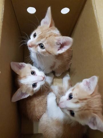 附加檔案: 新三隻小貓.jpg