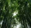 [Avatar]
