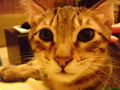 [Avatar]