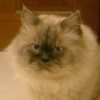 [Avatar]