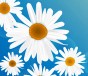 [Avatar]