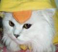 [Avatar]