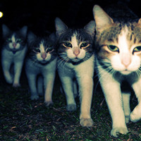 [Avatar]