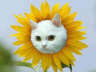 [Avatar]