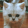 [Avatar]
