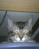 [Avatar]